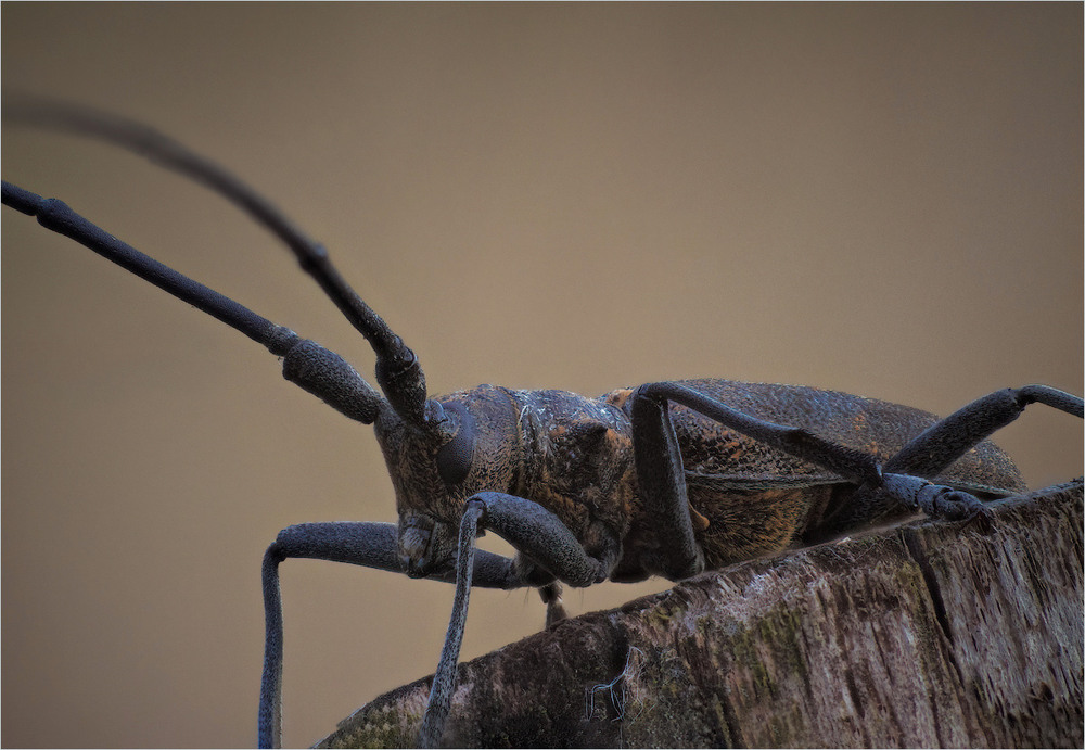 Фотографія Макро / Burda Andrey / photographers.ua