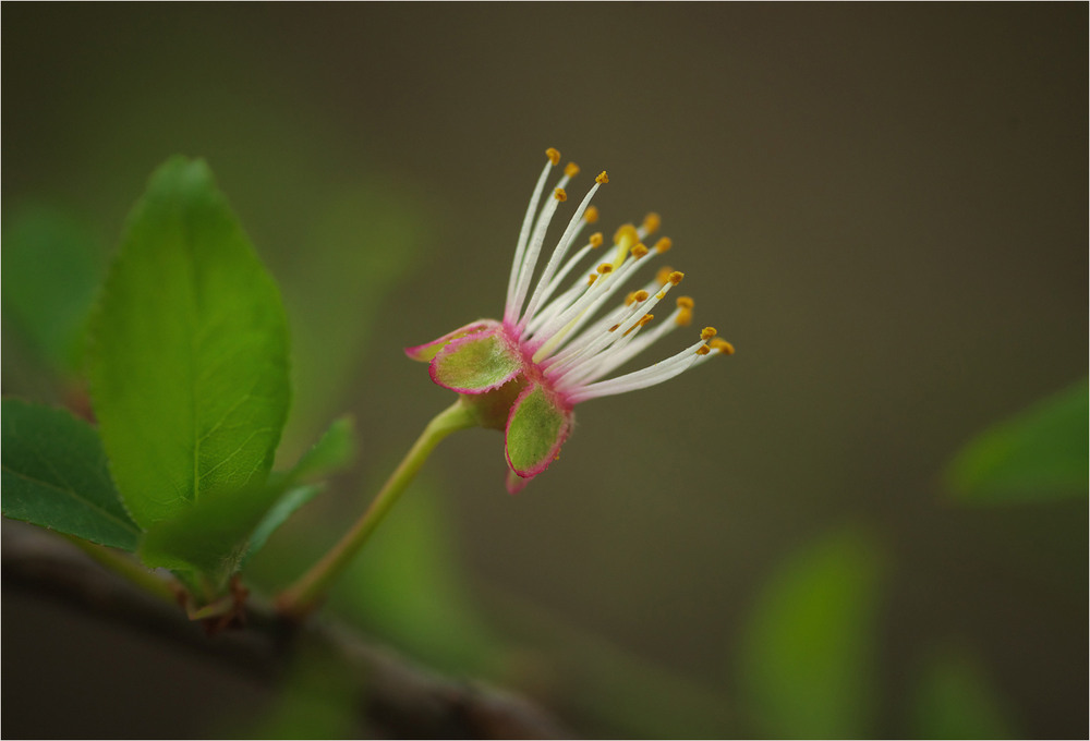 Фотографія Макро / Burda Andrey / photographers.ua