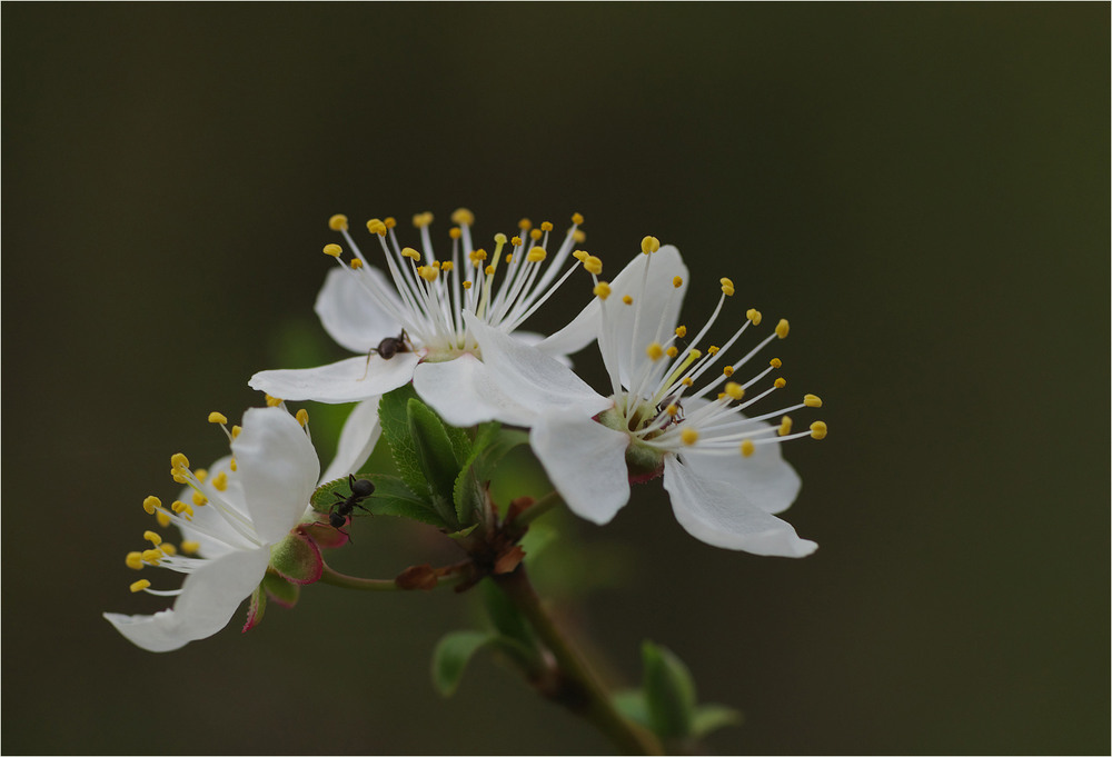 Фотографія Макро / Burda Andrey / photographers.ua