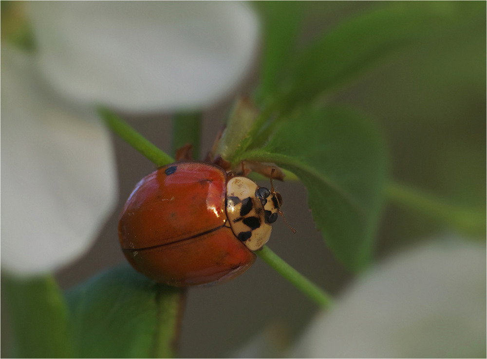Фотографія Макро / Burda Andrey / photographers.ua