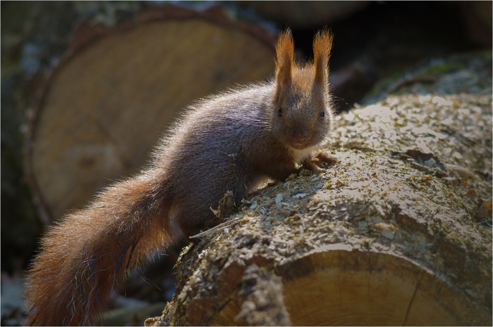 Фотографія Животные / Burda Andrey / photographers.ua