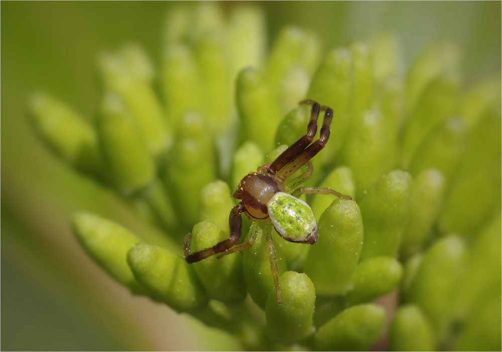 Фотографія Макро / Burda Andrey / photographers.ua