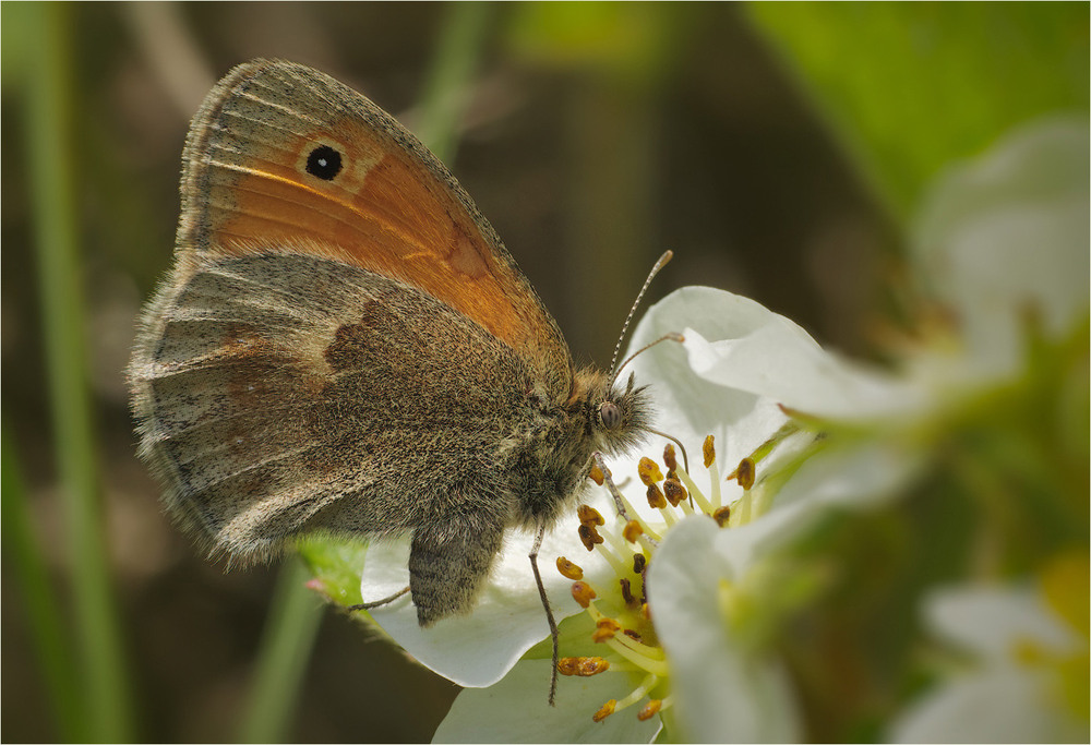 Фотографія Макро / Burda Andrey / photographers.ua