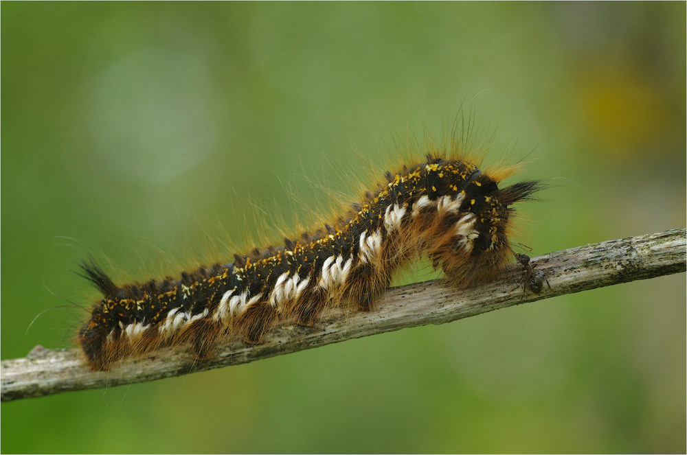 Фотографія Макро / Burda Andrey / photographers.ua