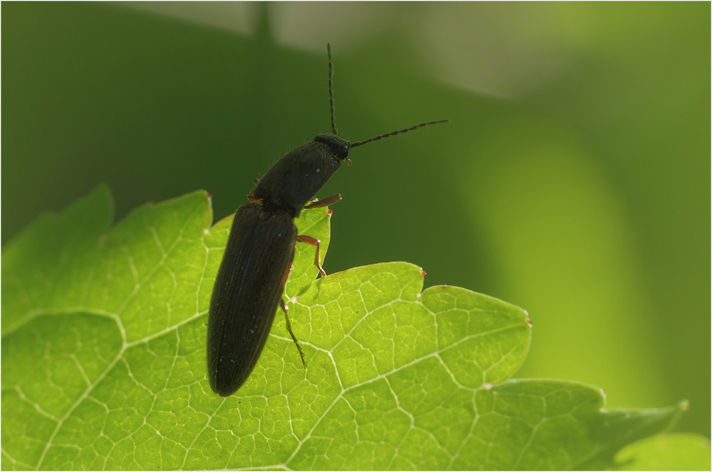 Фотографія Макро / Burda Andrey / photographers.ua