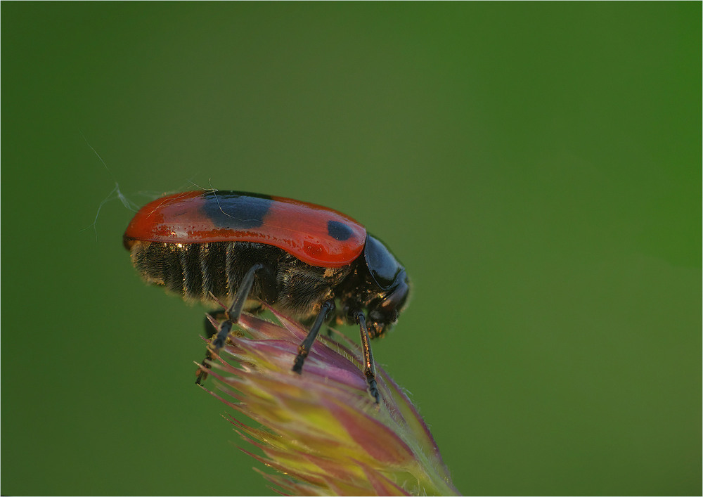 Фотографія Макро / Burda Andrey / photographers.ua
