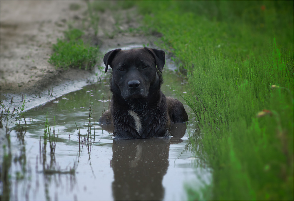 Фотографія Гламур / Burda Andrey / photographers.ua