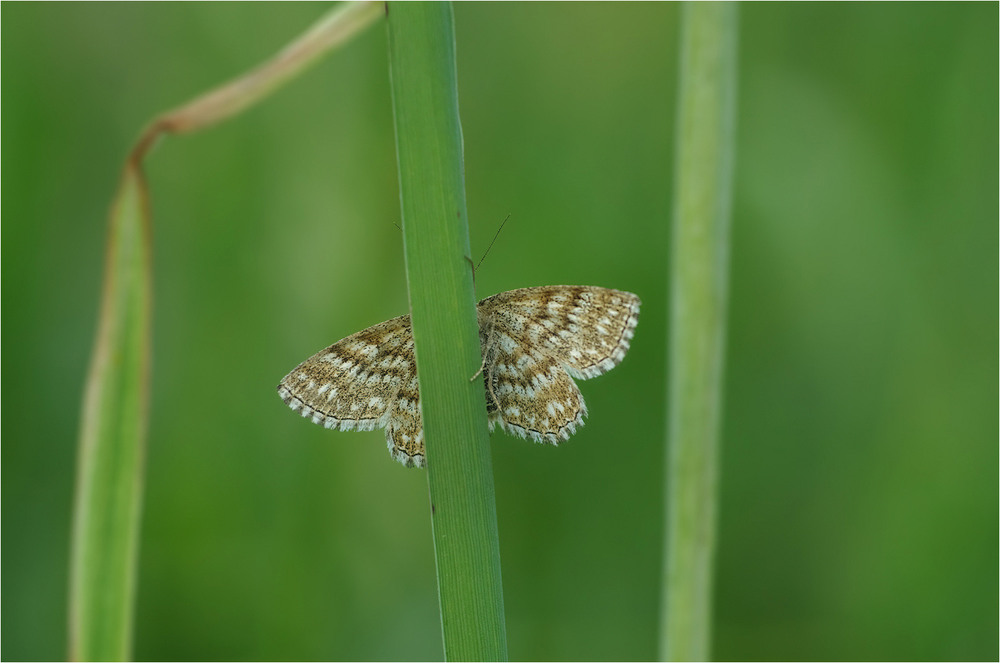 Фотографія Макро / Burda Andrey / photographers.ua
