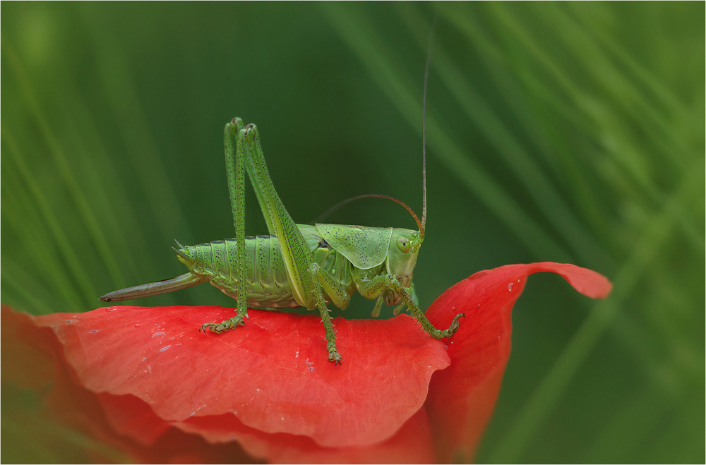 Фотографія Макро / Burda Andrey / photographers.ua