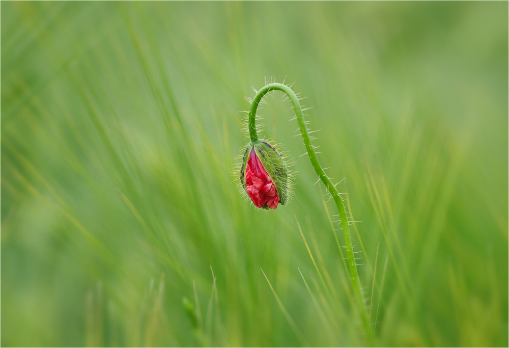 Фотографія Разное / Burda Andrey / photographers.ua