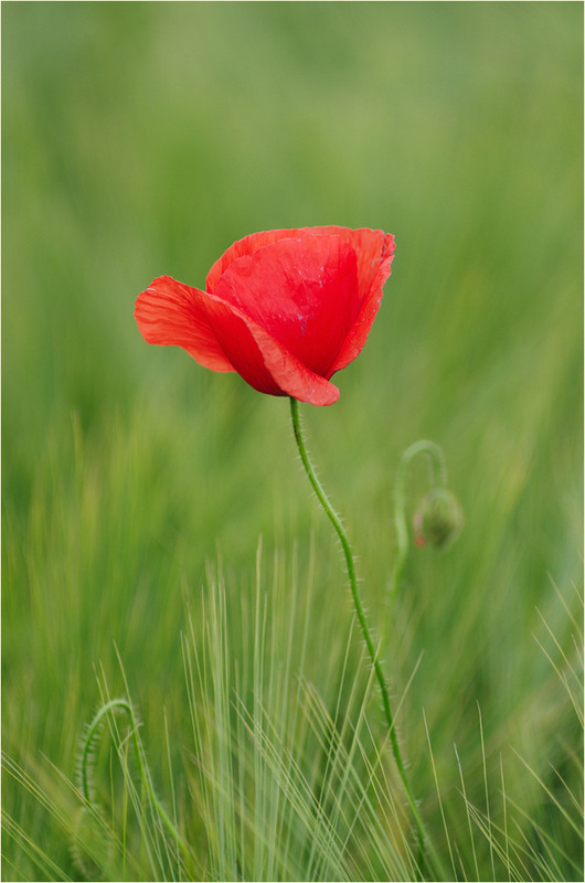 Фотографія Разное / Burda Andrey / photographers.ua