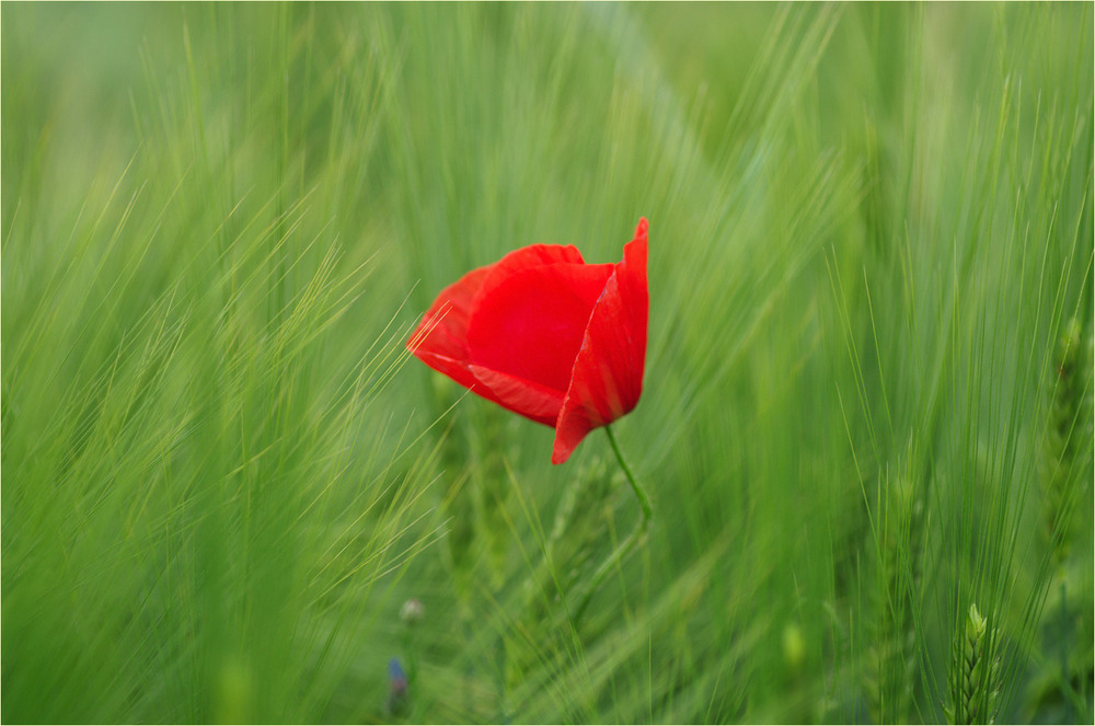 Фотографія Разное / Burda Andrey / photographers.ua