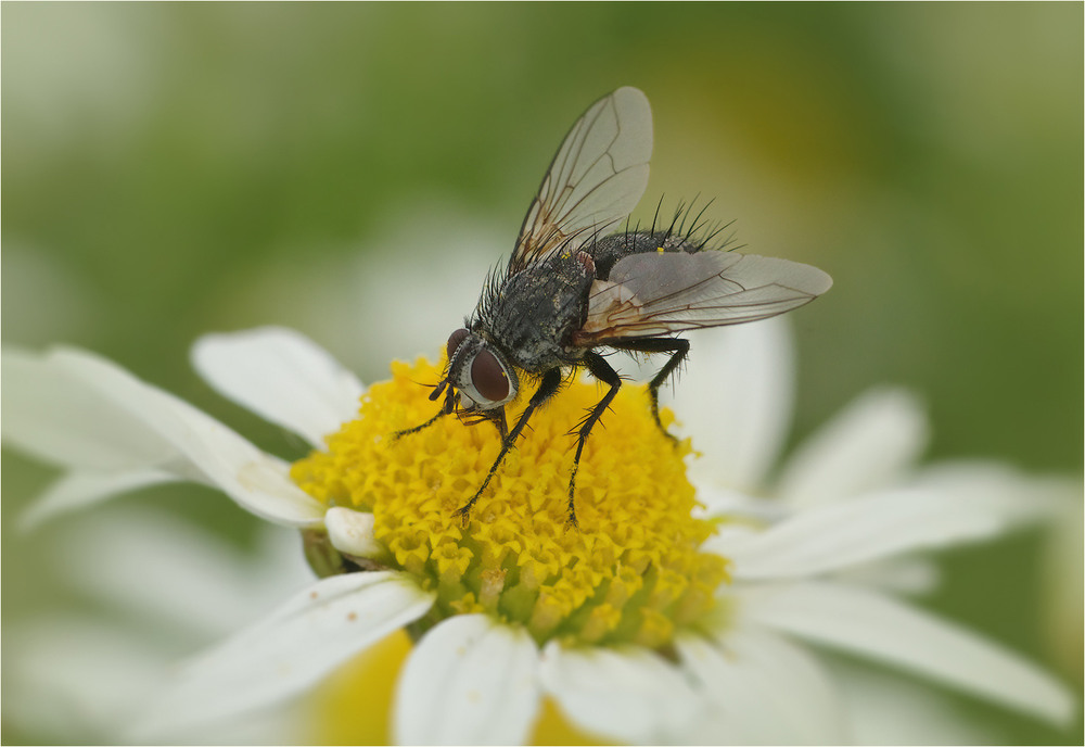 Фотографія Гламур / Burda Andrey / photographers.ua