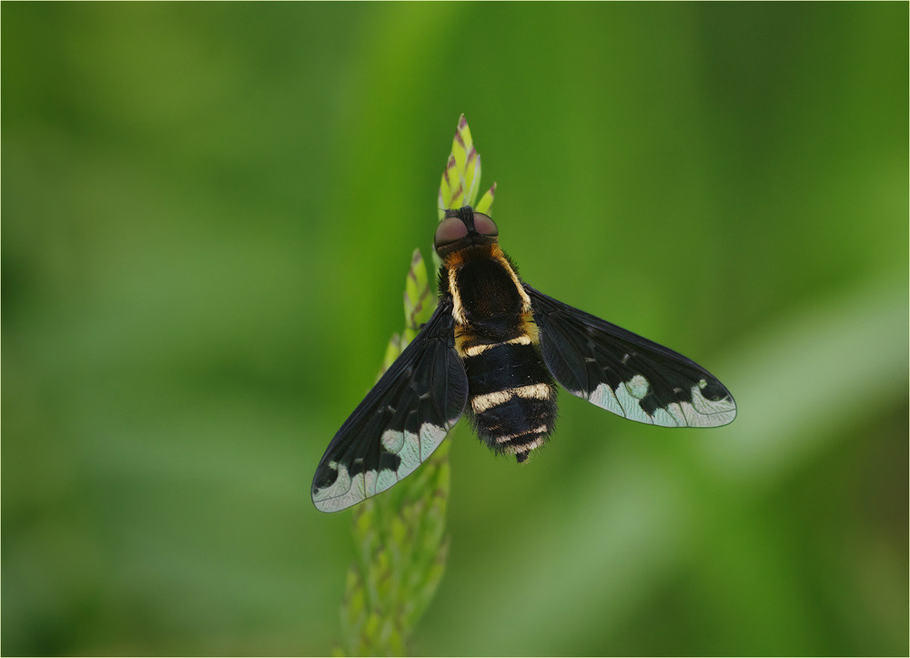 Фотографія Гламур / Burda Andrey / photographers.ua