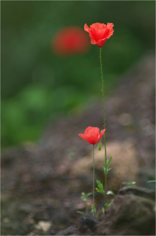 Фотографія Разное / Burda Andrey / photographers.ua