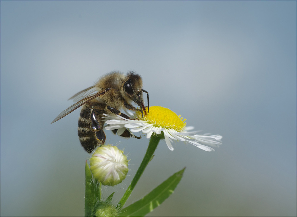 Фотографія Макро / Burda Andrey / photographers.ua