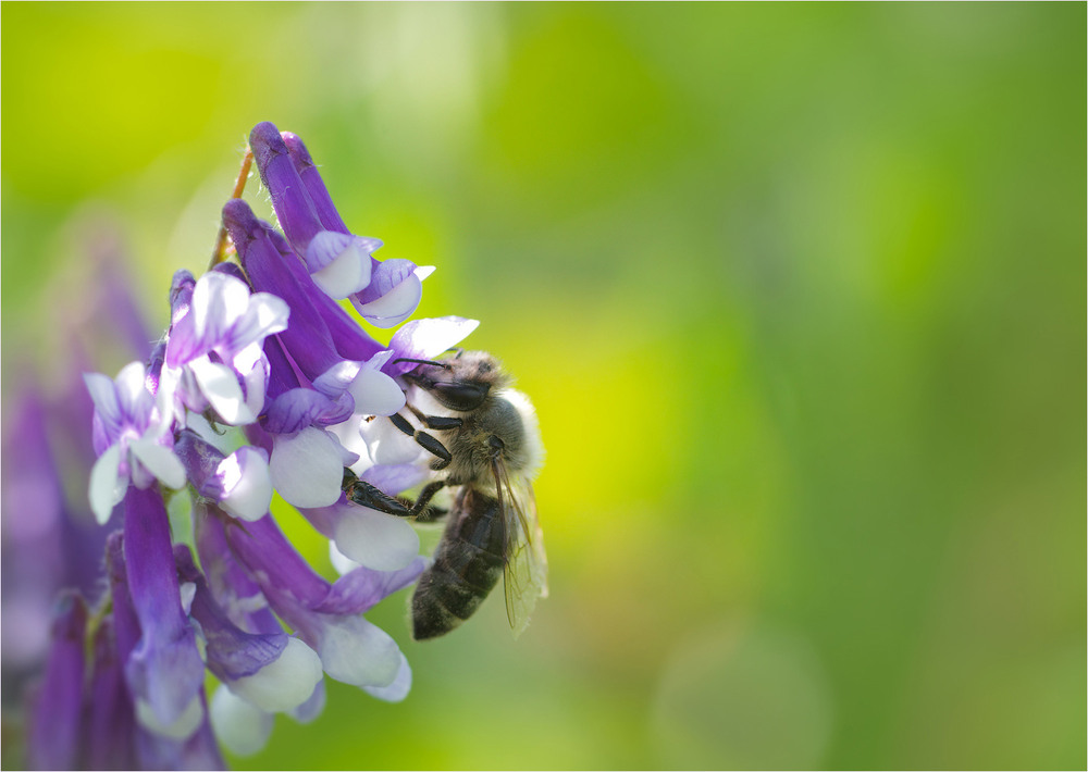 Фотографія Макро / Burda Andrey / photographers.ua