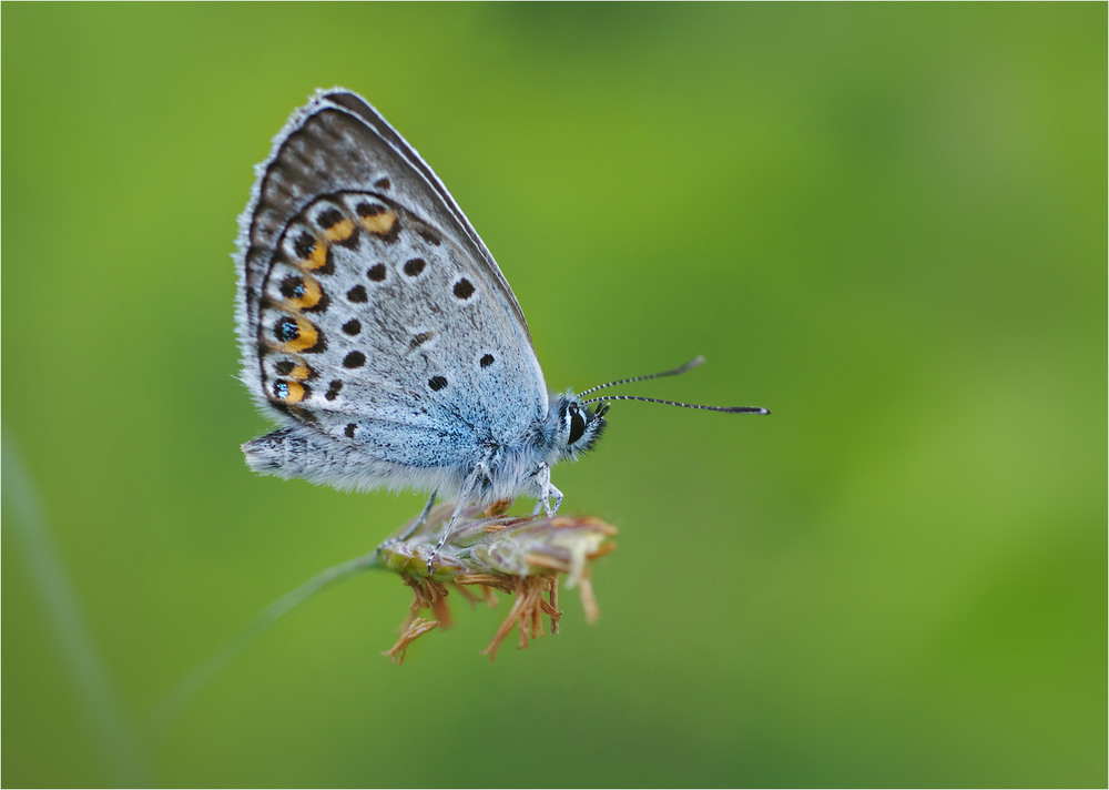 Фотографія Макро / Burda Andrey / photographers.ua