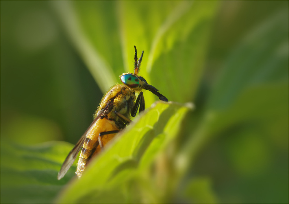 Фотографія Макро / Burda Andrey / photographers.ua