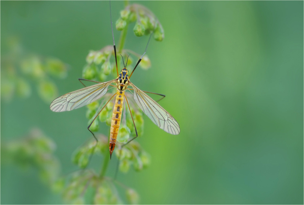 Фотографія Макро / Burda Andrey / photographers.ua