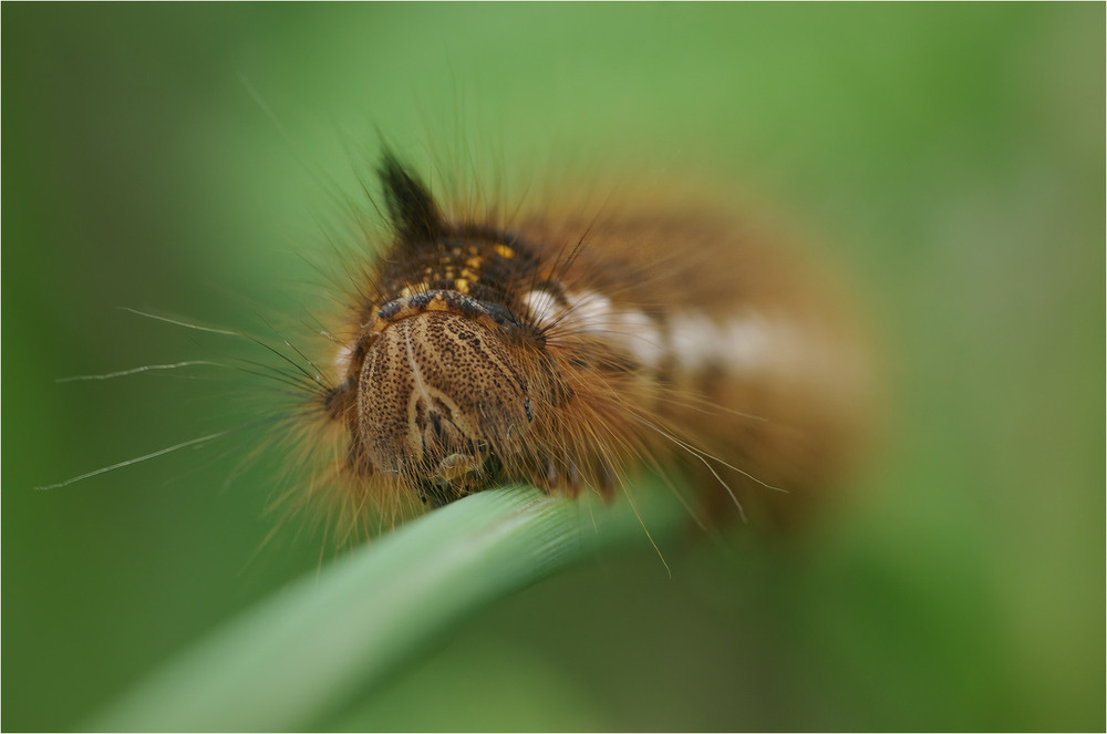 Фотографія Макро / Burda Andrey / photographers.ua