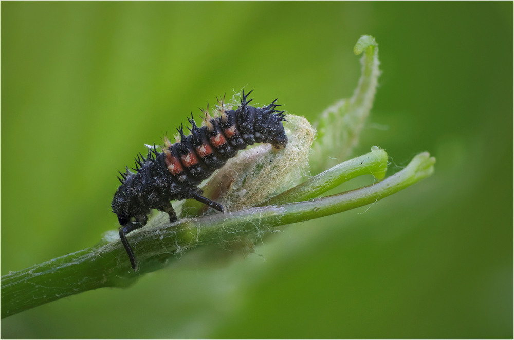 Фотографія Макро / Burda Andrey / photographers.ua