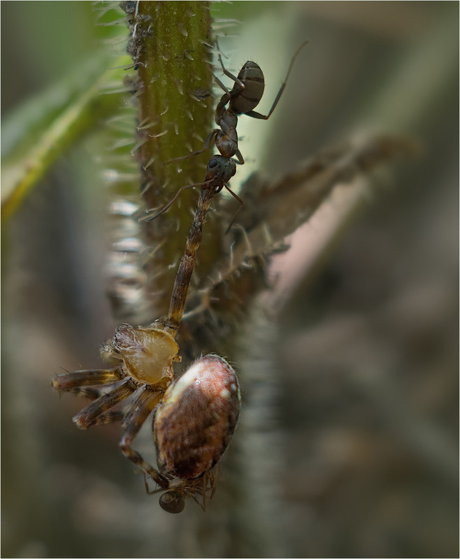 Фотографія Макро / Burda Andrey / photographers.ua