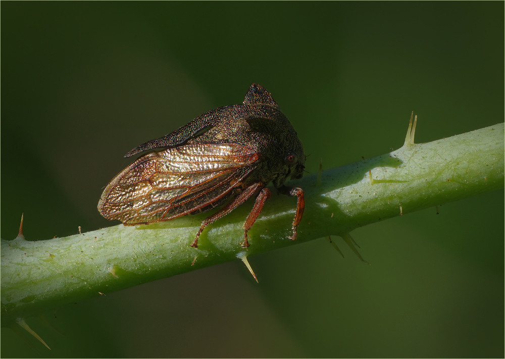 Фотографія Макро / Burda Andrey / photographers.ua