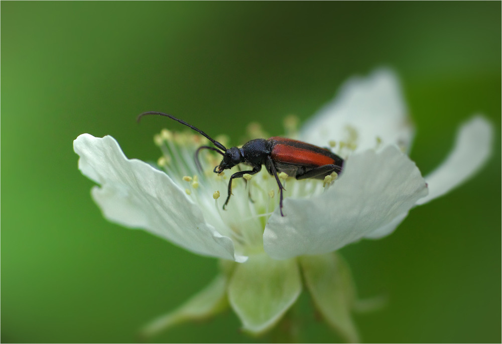 Фотографія Макро / Burda Andrey / photographers.ua