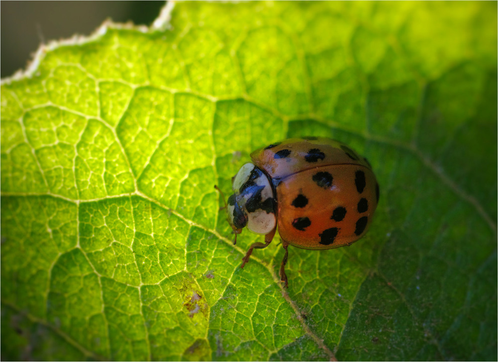 Фотографія Макро / Burda Andrey / photographers.ua