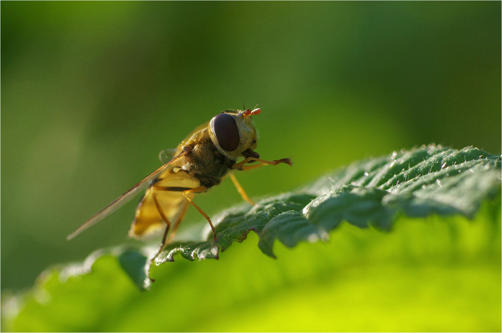 Фотографія Макро / Burda Andrey / photographers.ua