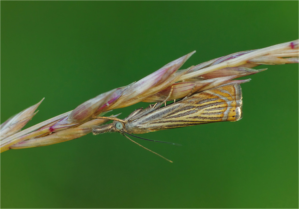 Фотографія Макро / Burda Andrey / photographers.ua