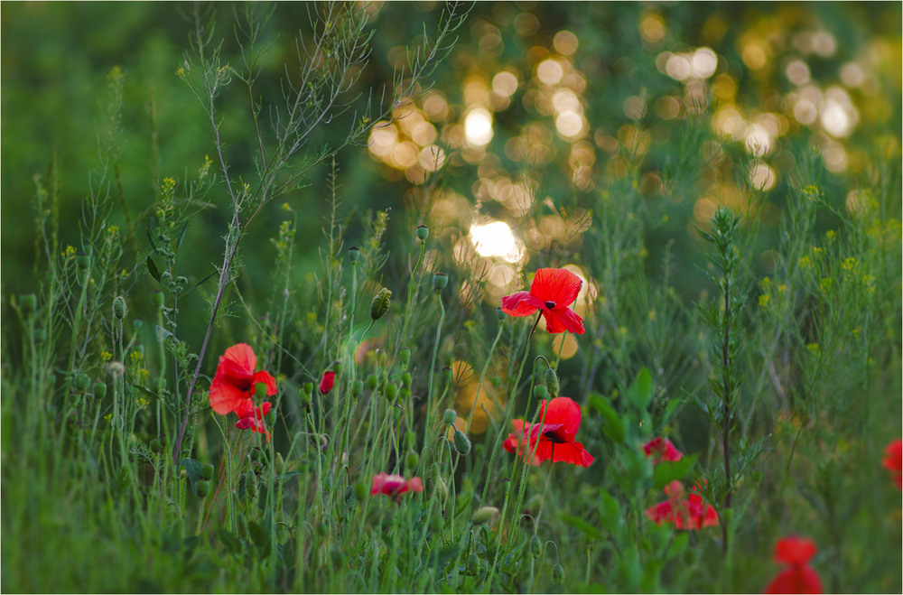 Фотографія Разное / Burda Andrey / photographers.ua