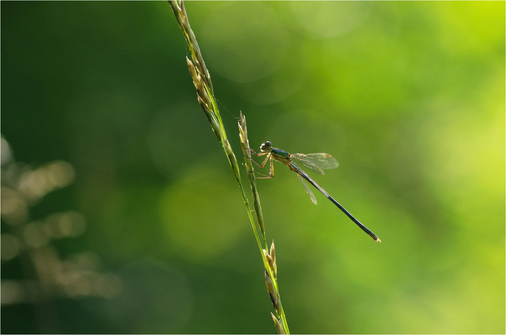 Фотографія Макро / Burda Andrey / photographers.ua