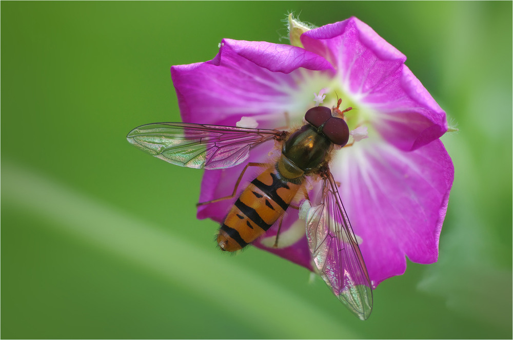 Фотографія Макро / Burda Andrey / photographers.ua
