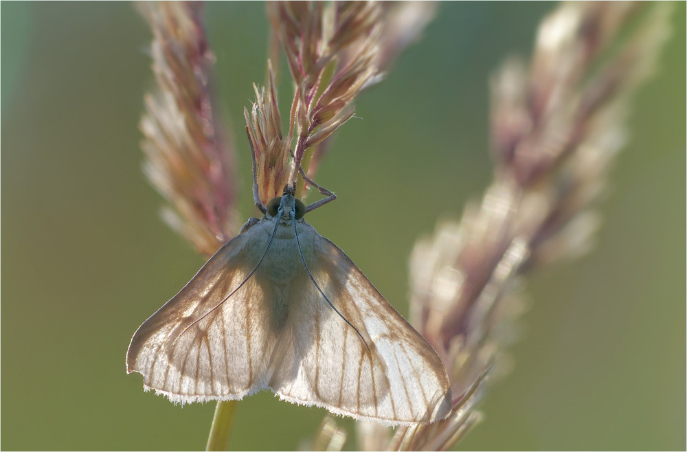 Фотографія Макро / Burda Andrey / photographers.ua