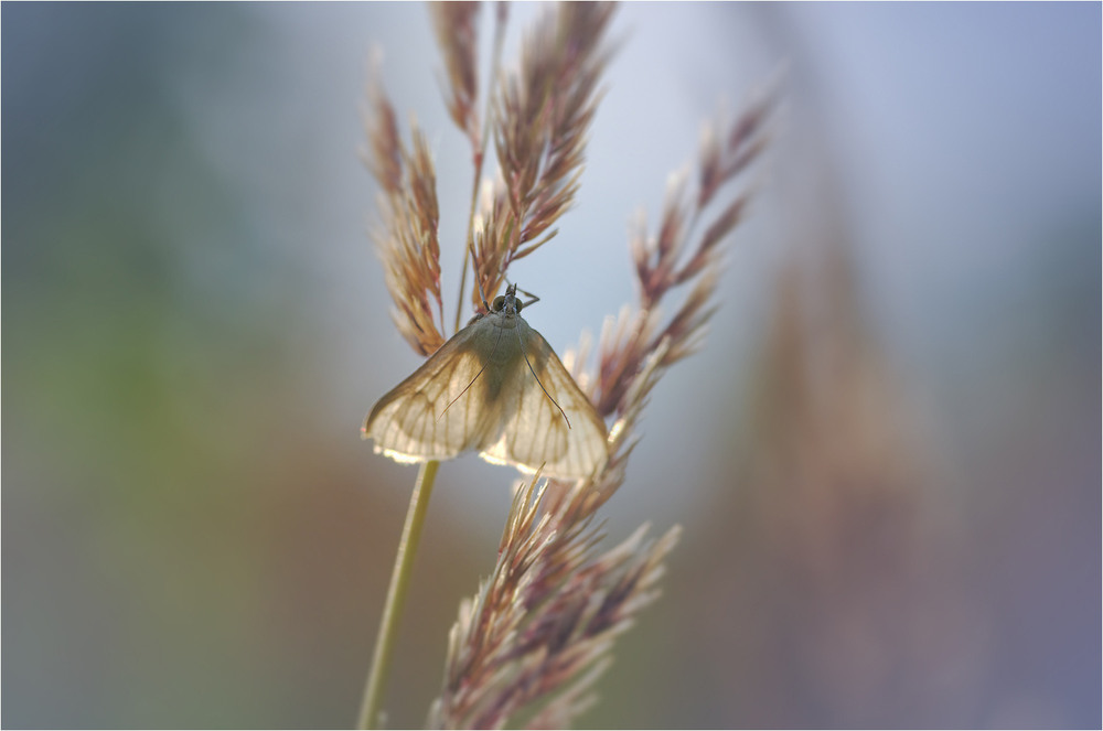 Фотографія Макро / Burda Andrey / photographers.ua