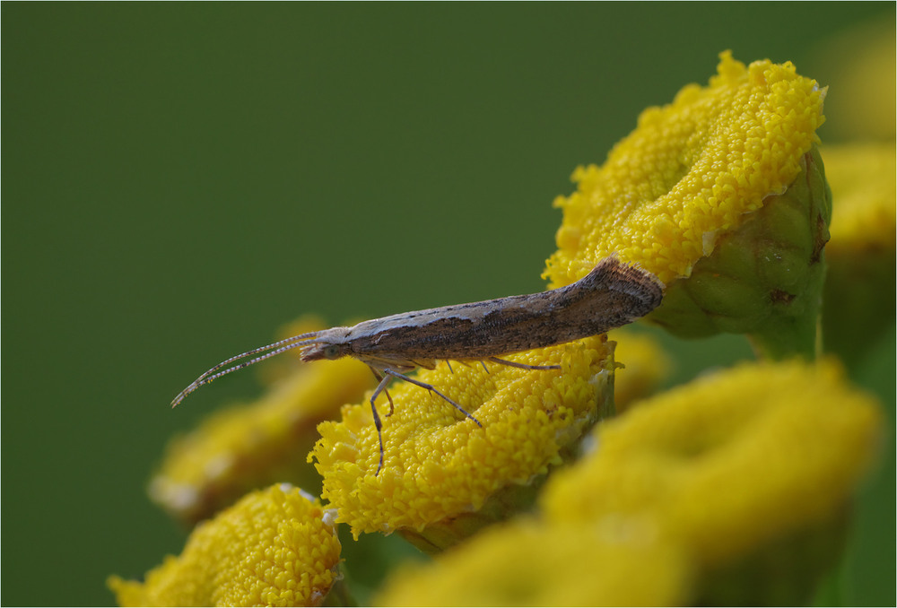 Фотографія Макро / Burda Andrey / photographers.ua