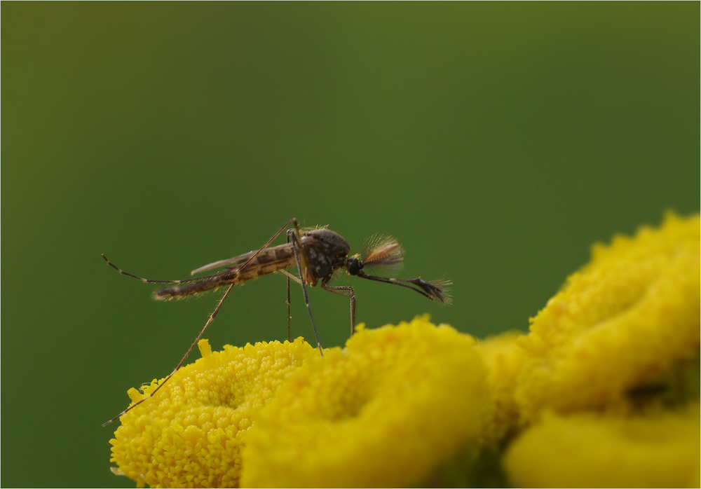 Фотографія Макро / Burda Andrey / photographers.ua