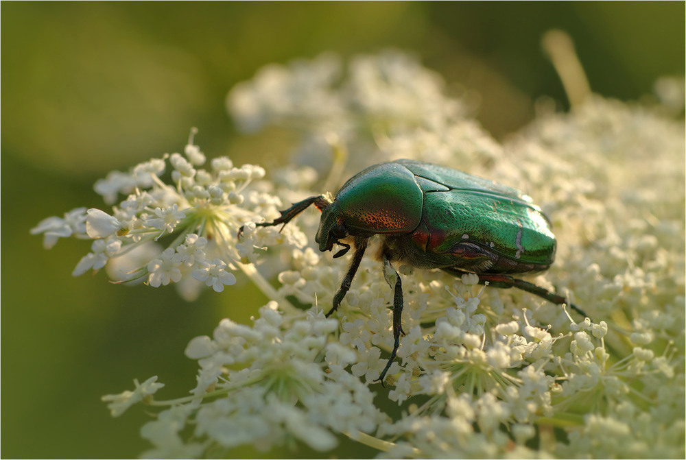 Фотографія Макро / Burda Andrey / photographers.ua