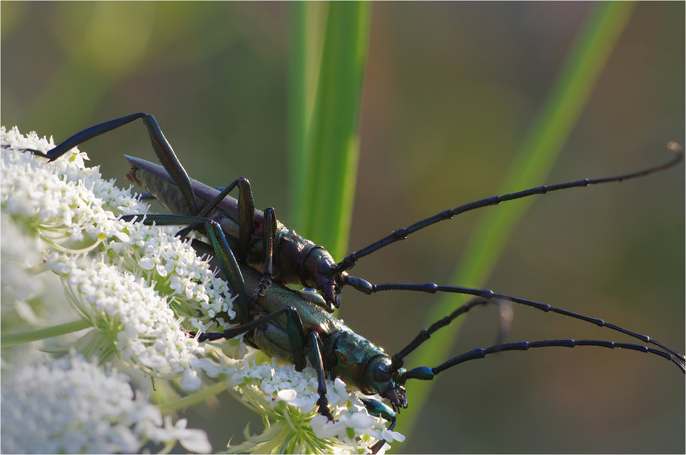 Фотографія Макро / Burda Andrey / photographers.ua