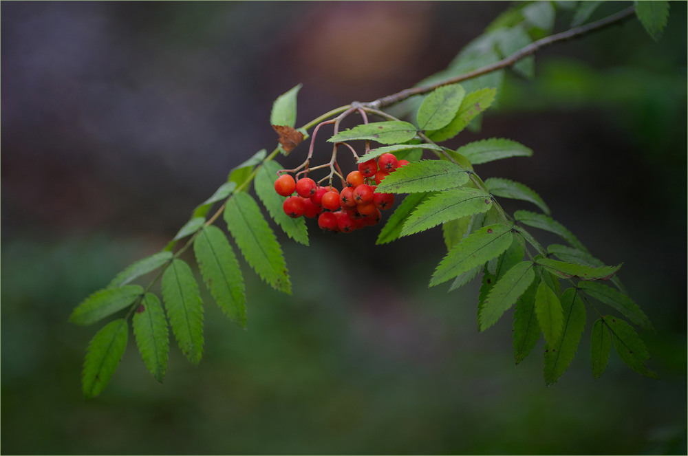 Фотографія Разное / Burda Andrey / photographers.ua