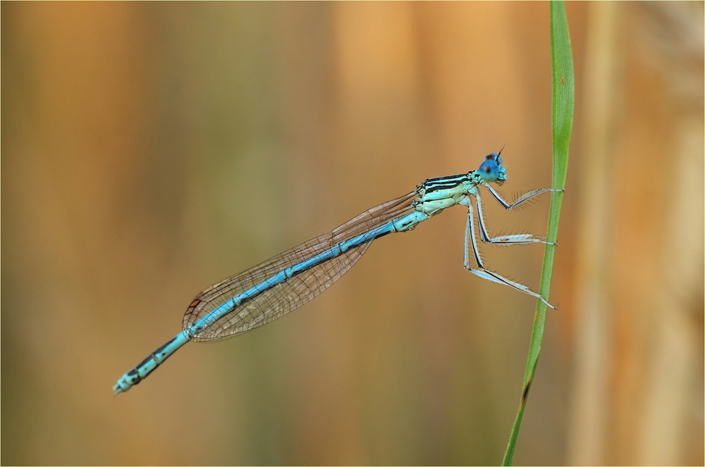 Фотографія Макро / Burda Andrey / photographers.ua