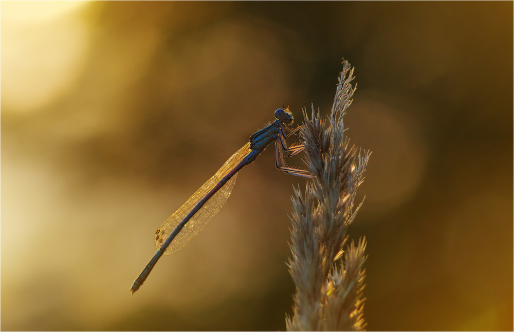 Фотографія Гламур / Burda Andrey / photographers.ua