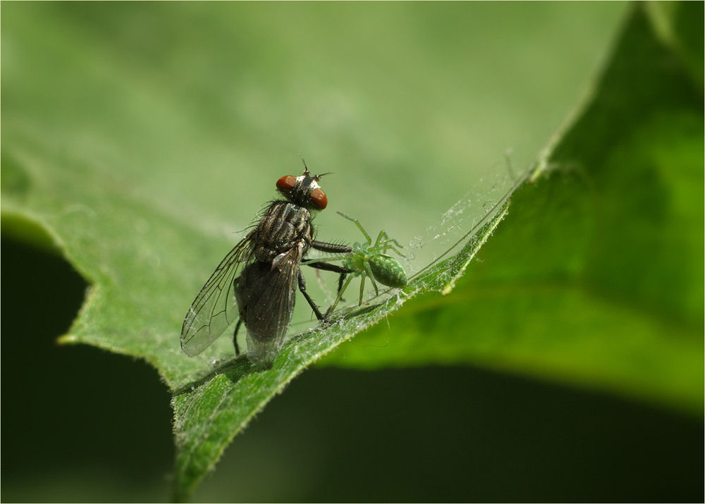 Фотографія Макро / Burda Andrey / photographers.ua
