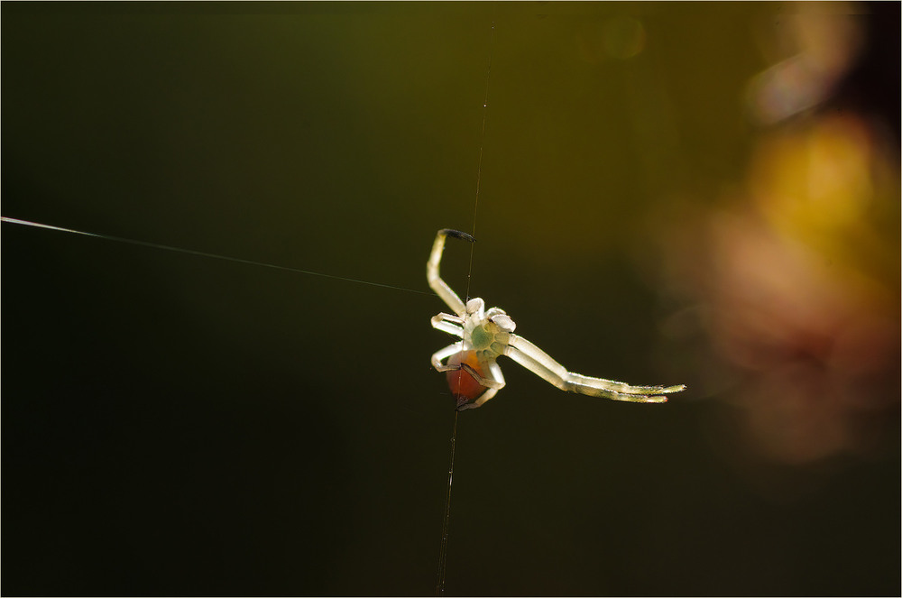 Фотографія Макро / Burda Andrey / photographers.ua