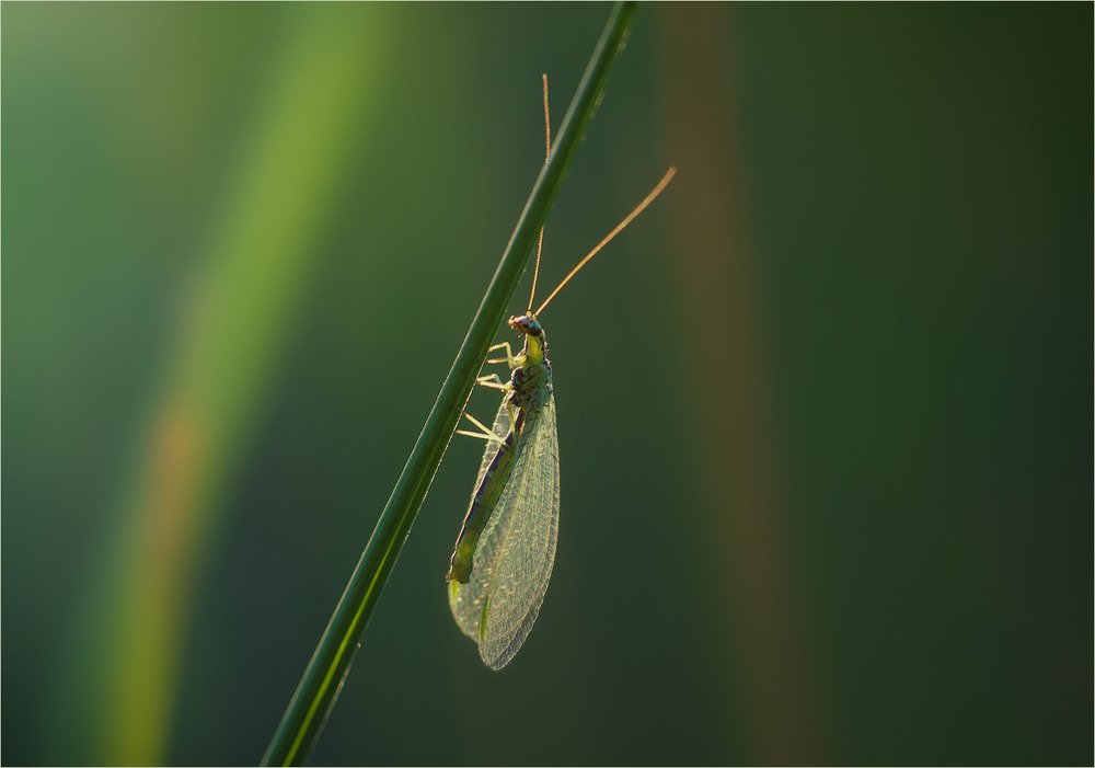 Фотографія Макро / Burda Andrey / photographers.ua