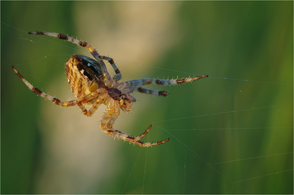 Фотографія Макро / Burda Andrey / photographers.ua