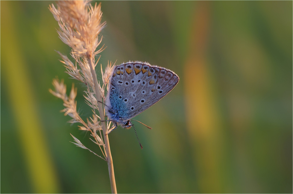 Фотографія Макро / Burda Andrey / photographers.ua
