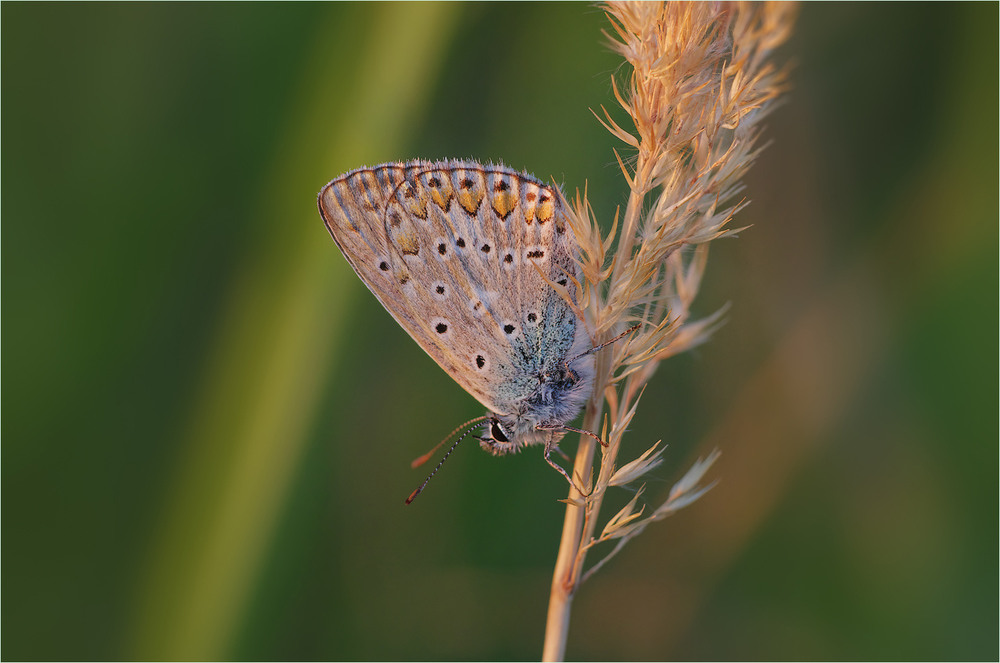 Фотографія Макро / Burda Andrey / photographers.ua